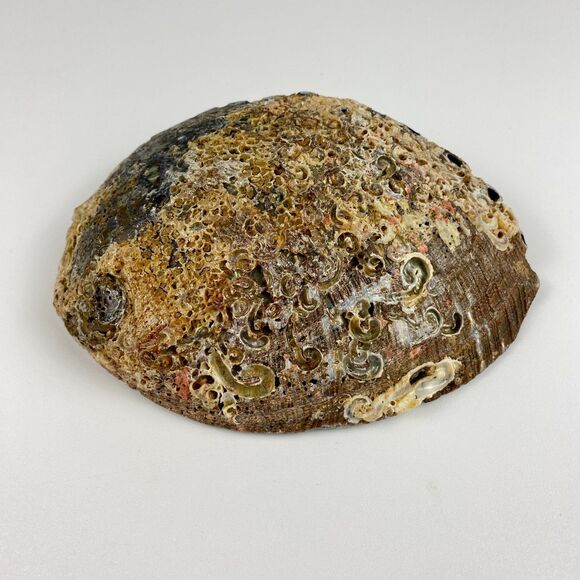 Abalone Shell 6”x5” Beautiful Display Piece Coastal Decor Trinket Dish Beach - Picture 7 of 12